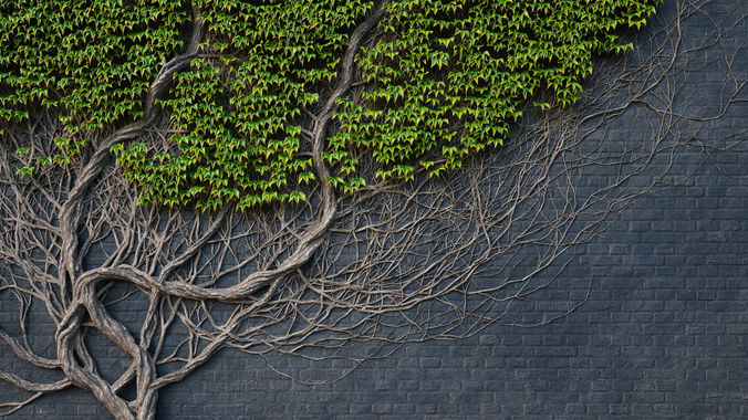 ARCHICG PLANTS IvyWalls vol 1 14 3D model