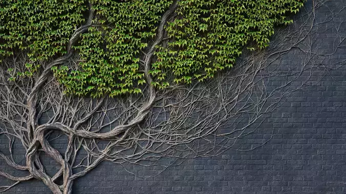 ARCHICG PLANTS IvyWalls vol 1 14