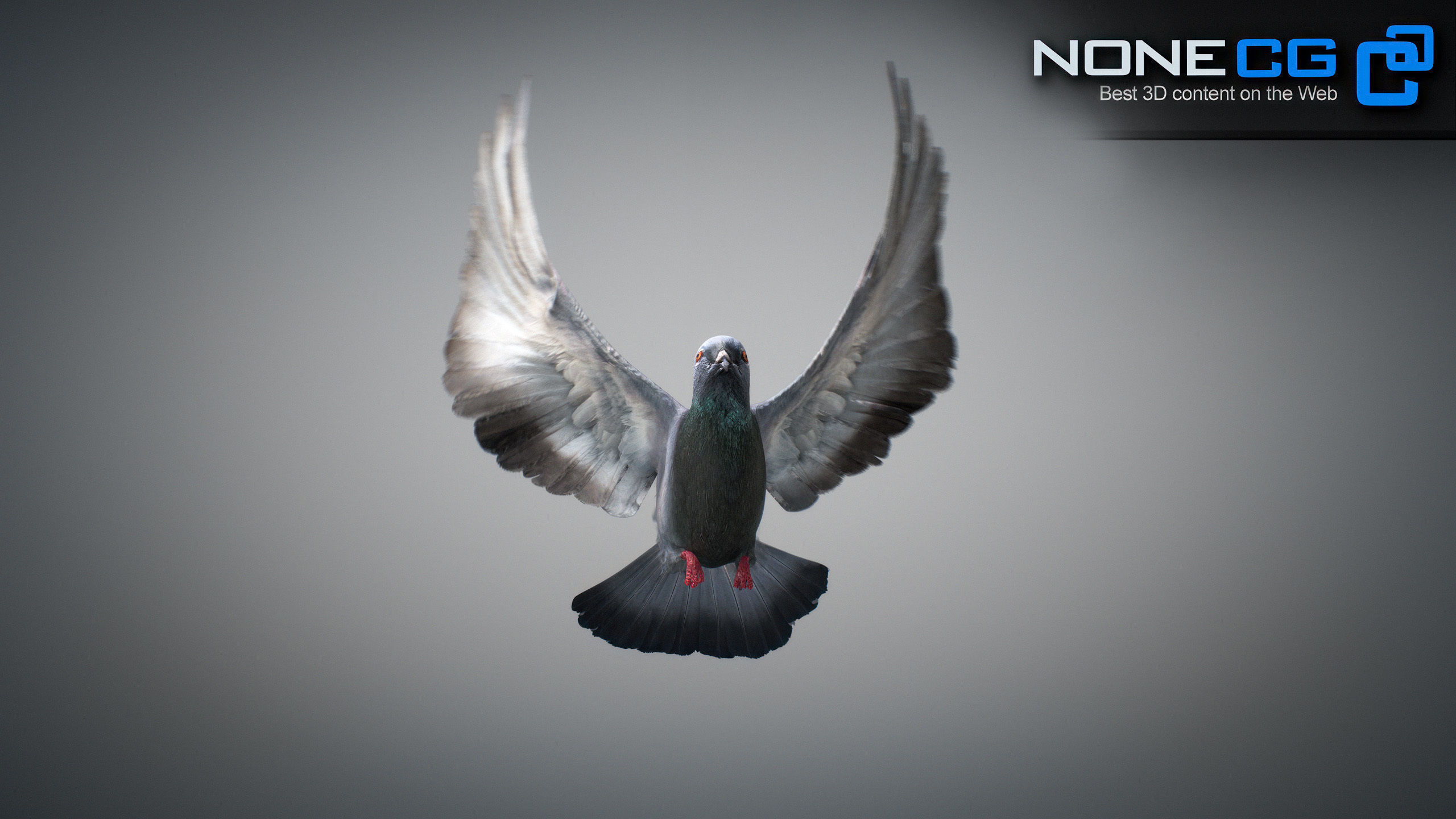 Doves Animated 3D model_30