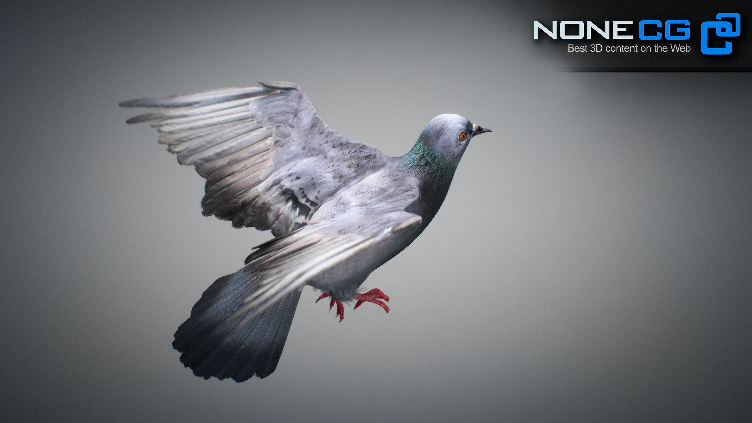 Doves Animated 3D model_45