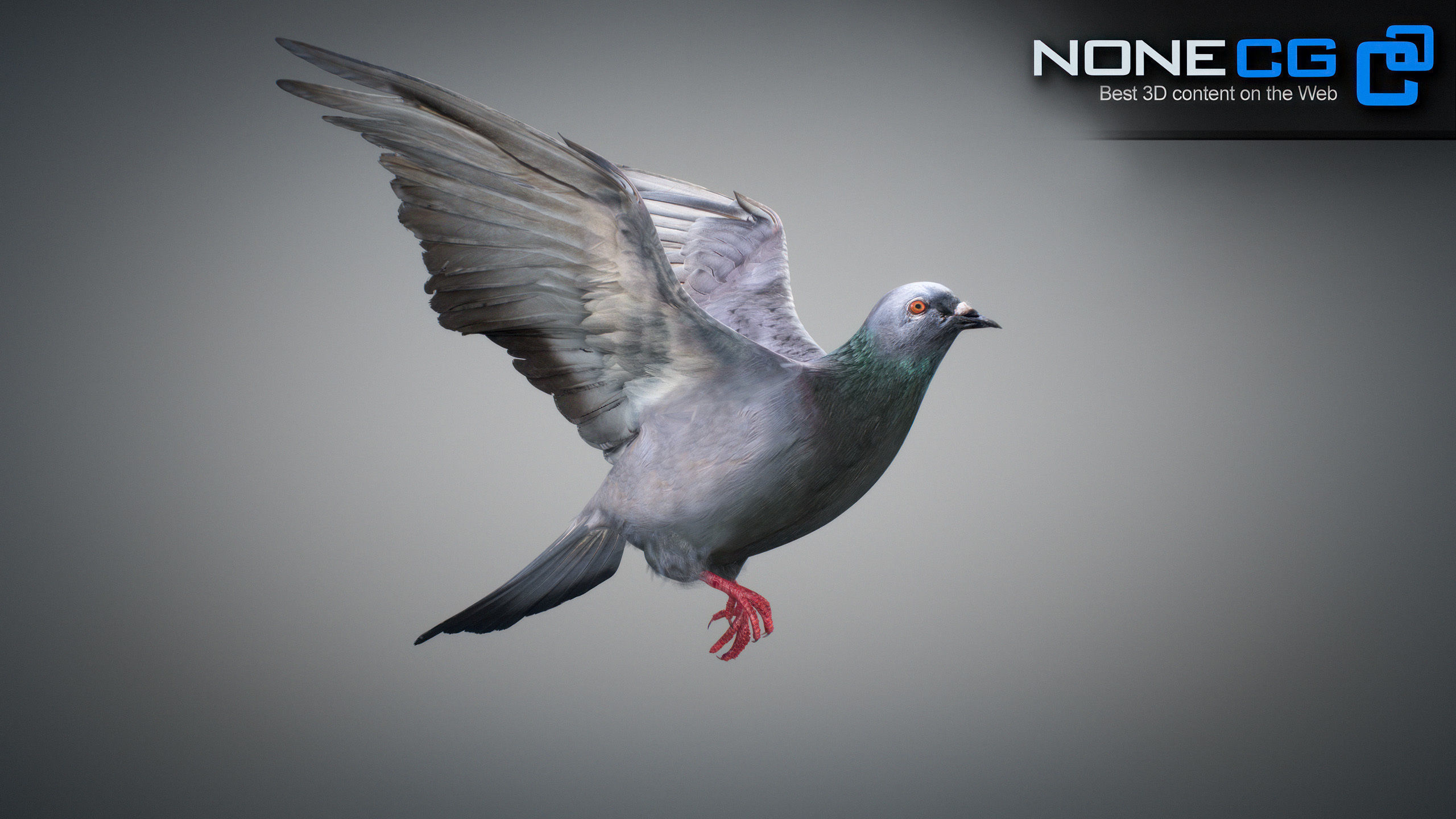 Doves Animated 3D model_6