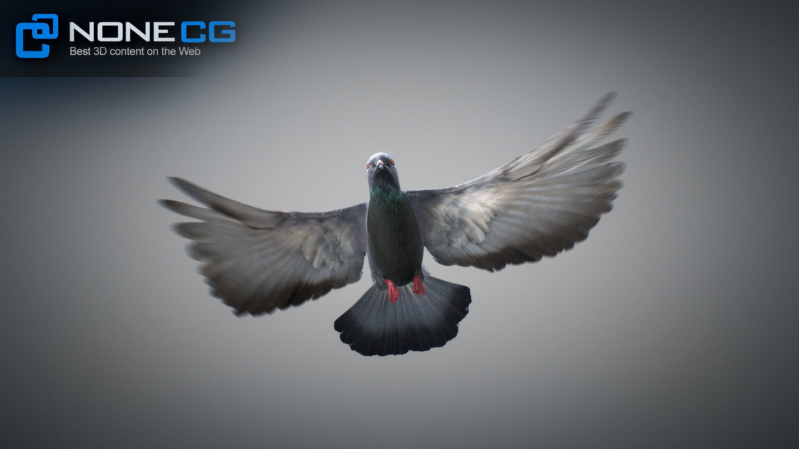 Doves Animated 3D model_39