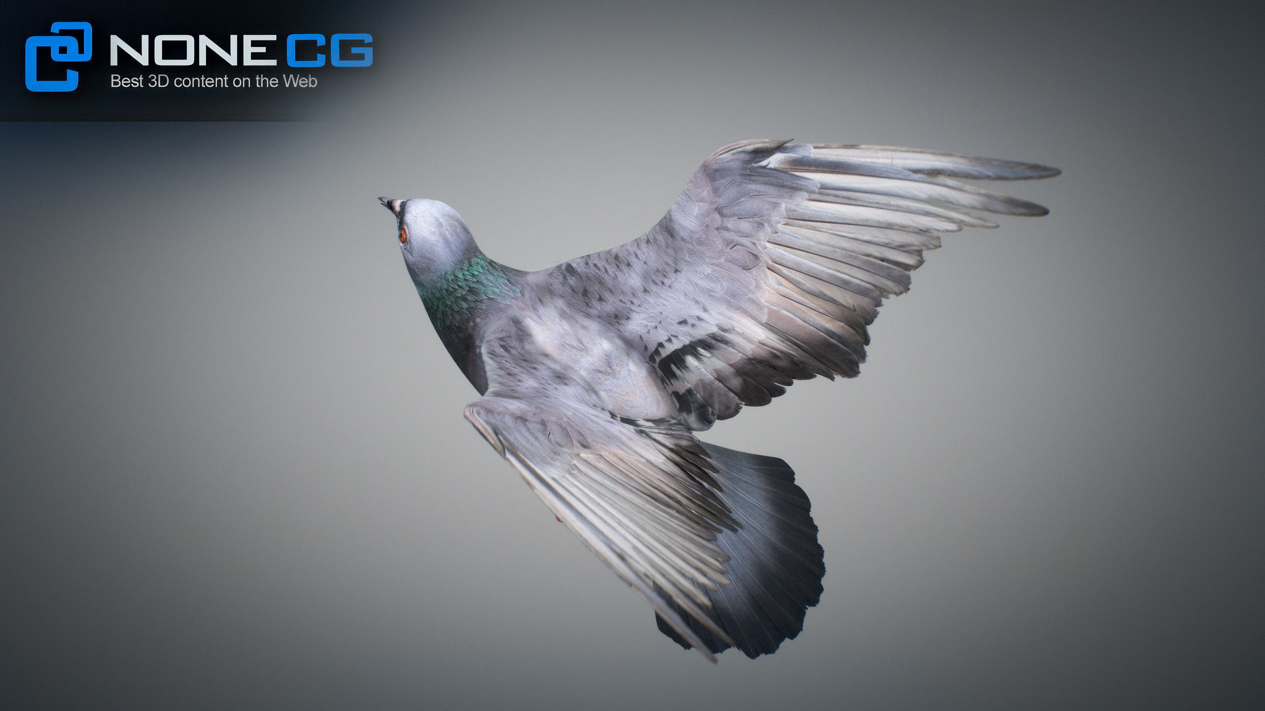 Doves Animated 3D model_32