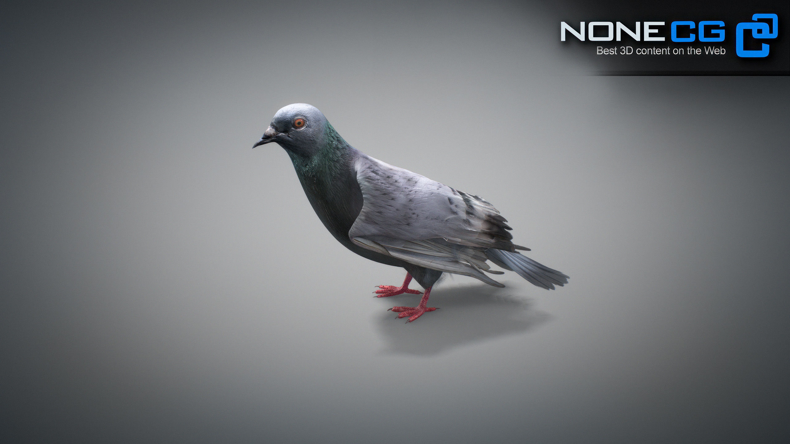 Doves Animated 3D model_43