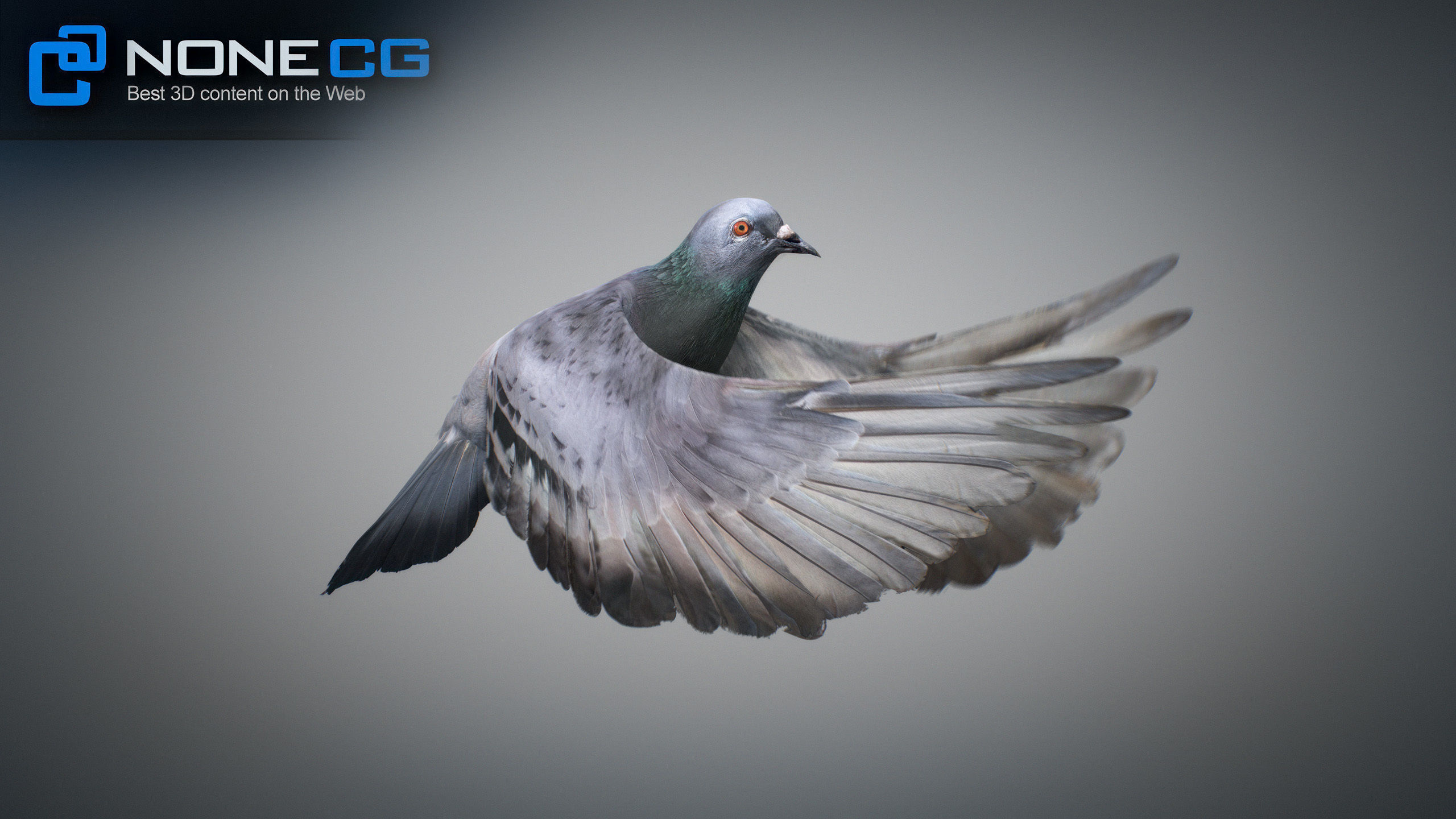 Doves Animated 3D model_28