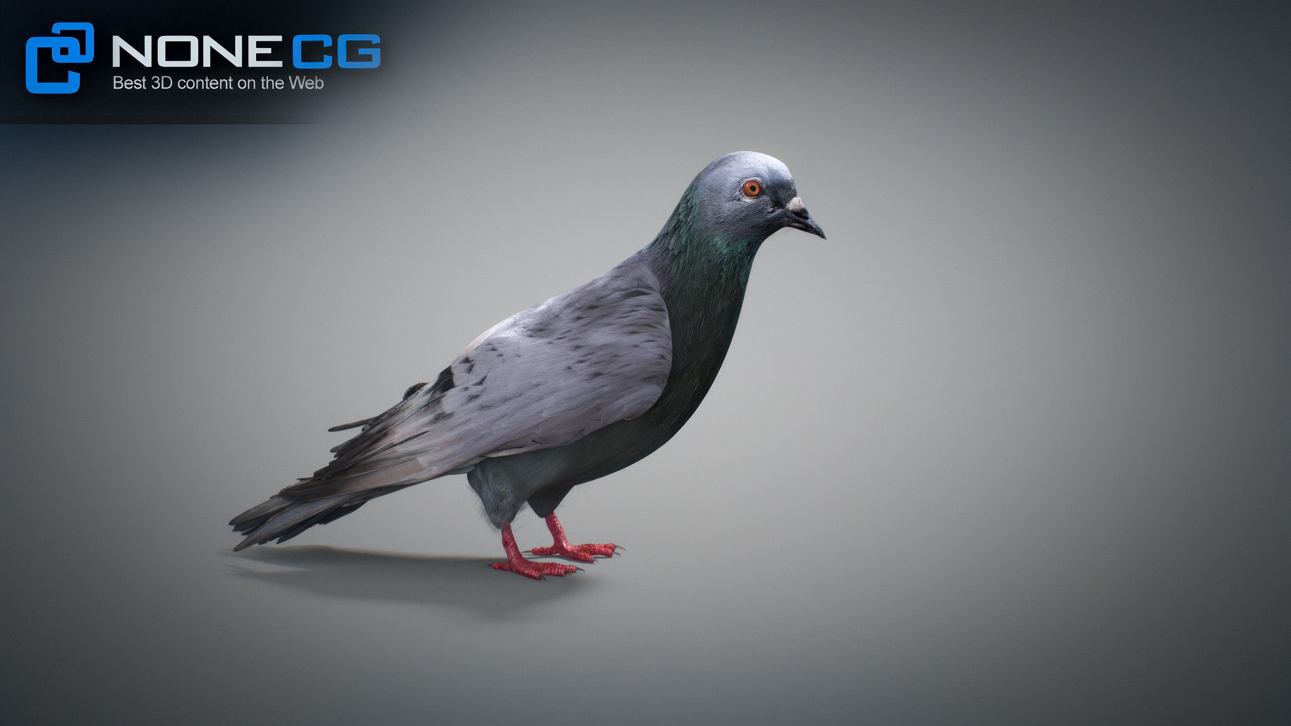Doves Animated 3D model_38