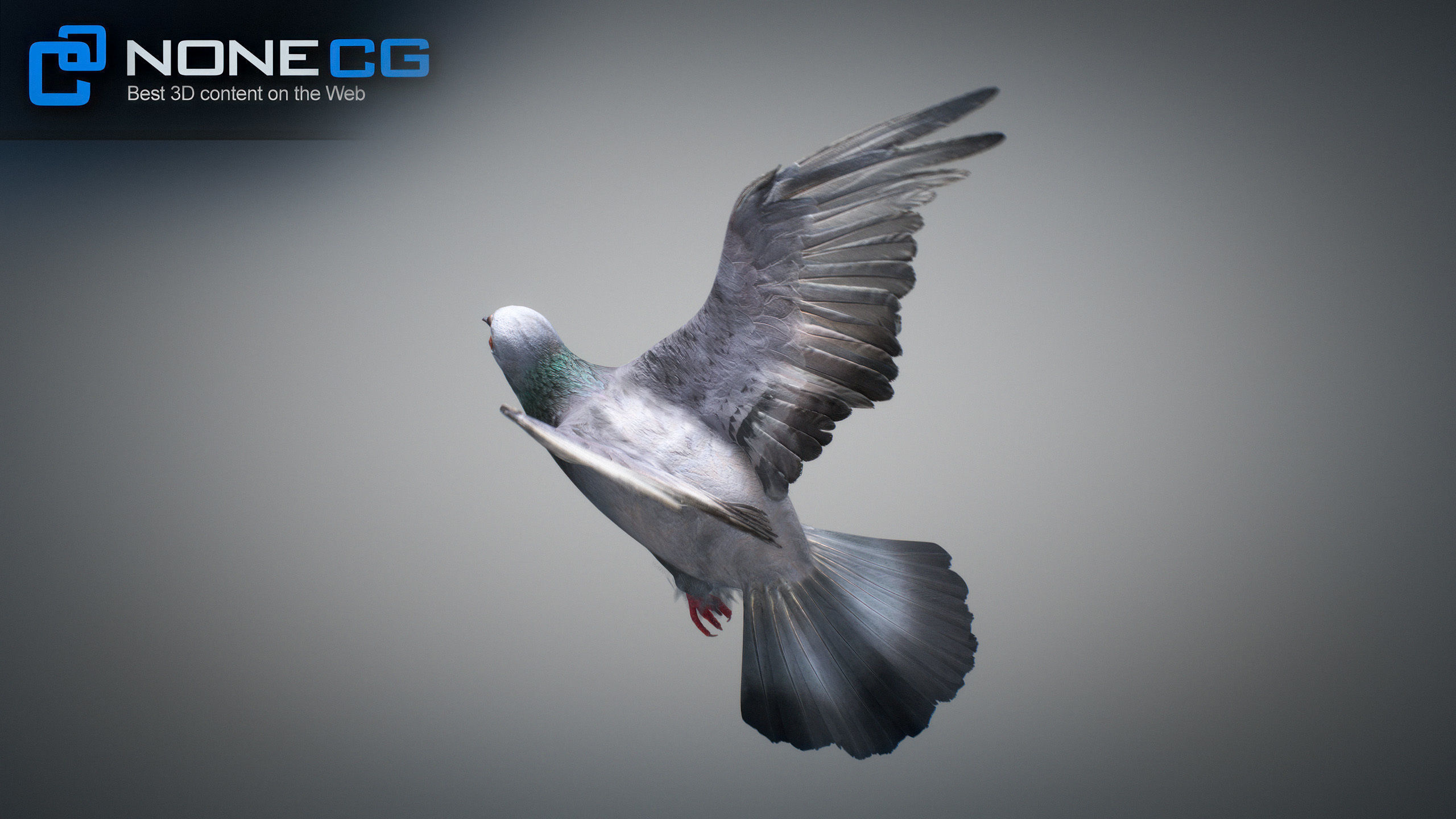 Doves Animated 3D model_26