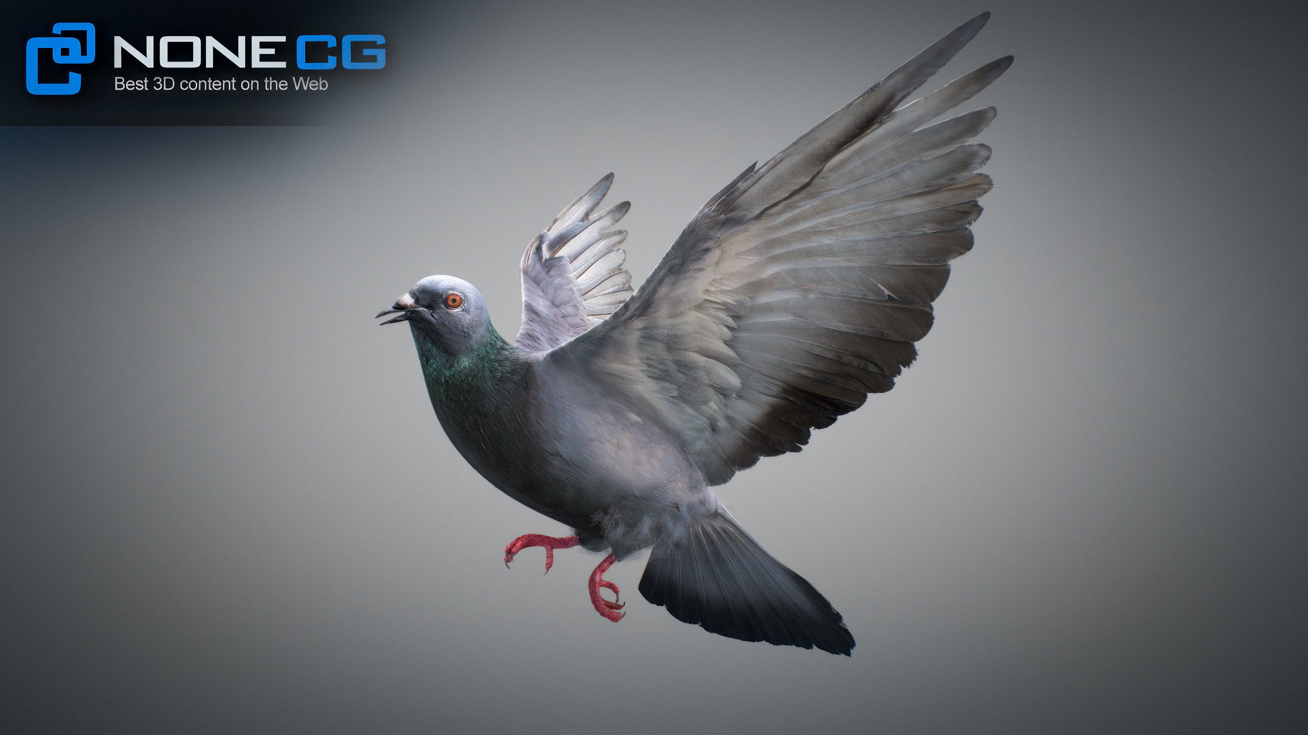 Doves Animated 3D model_48