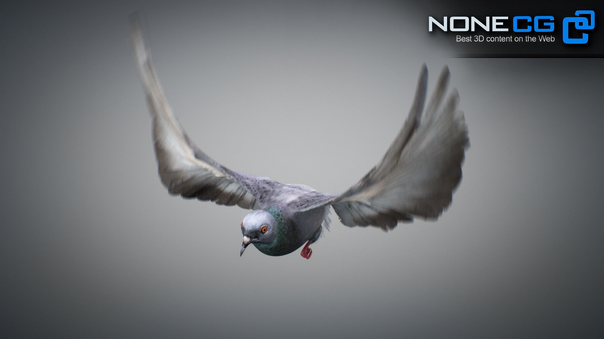 Doves Animated 3D model_33