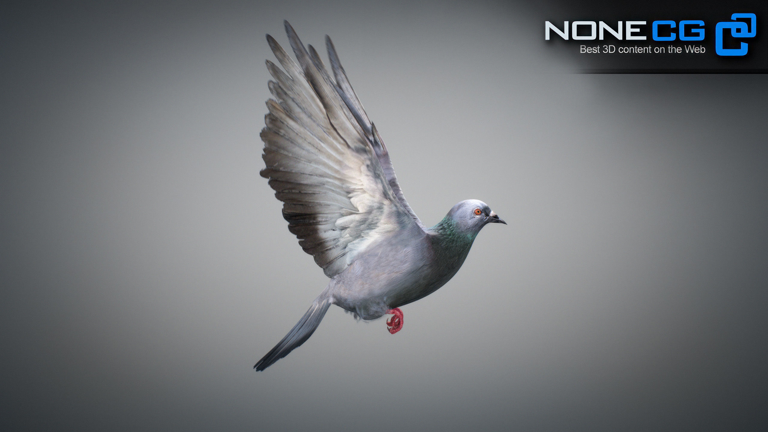 Doves Animated 3D model_36