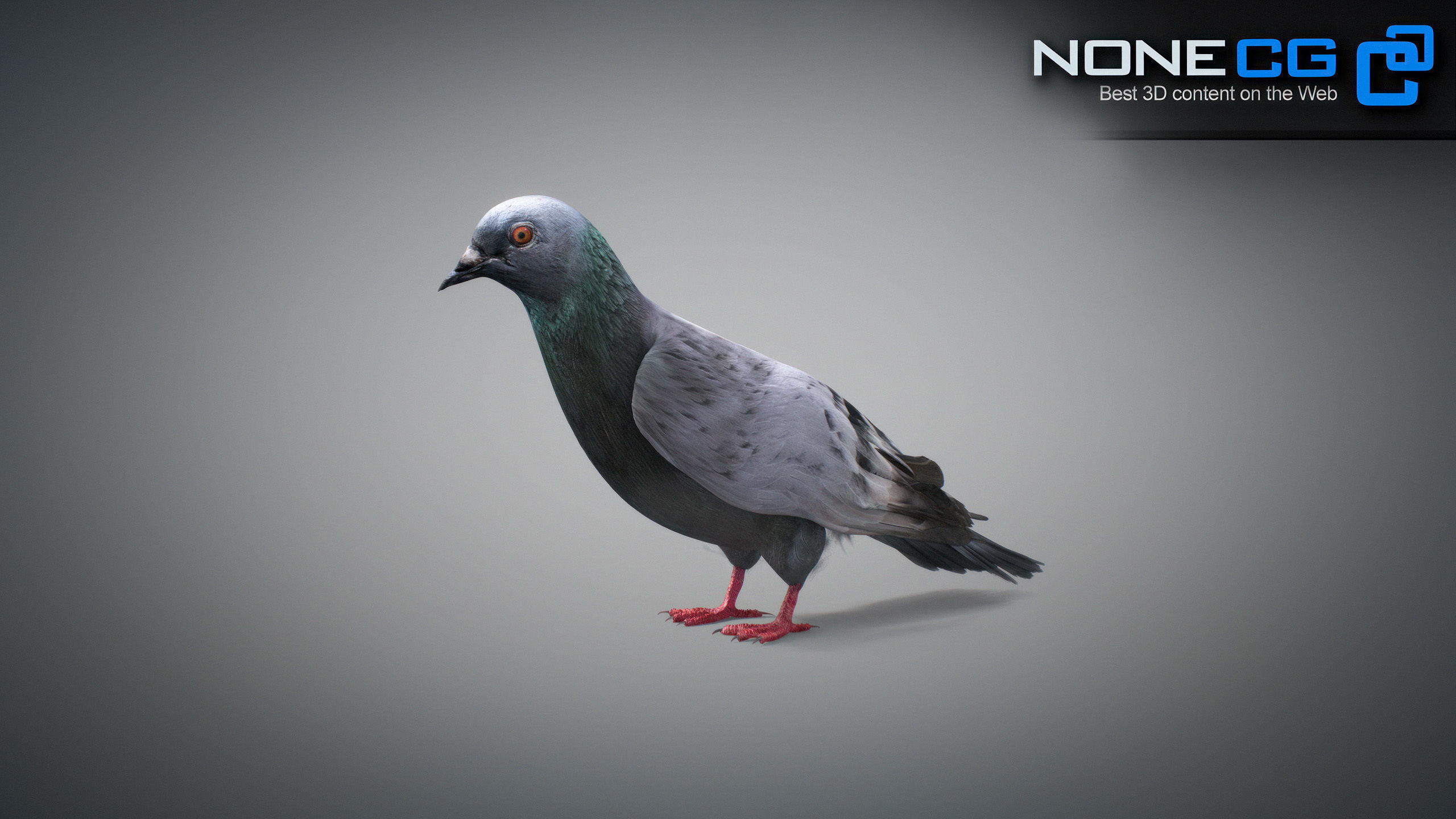 Doves Animated 3D model_41