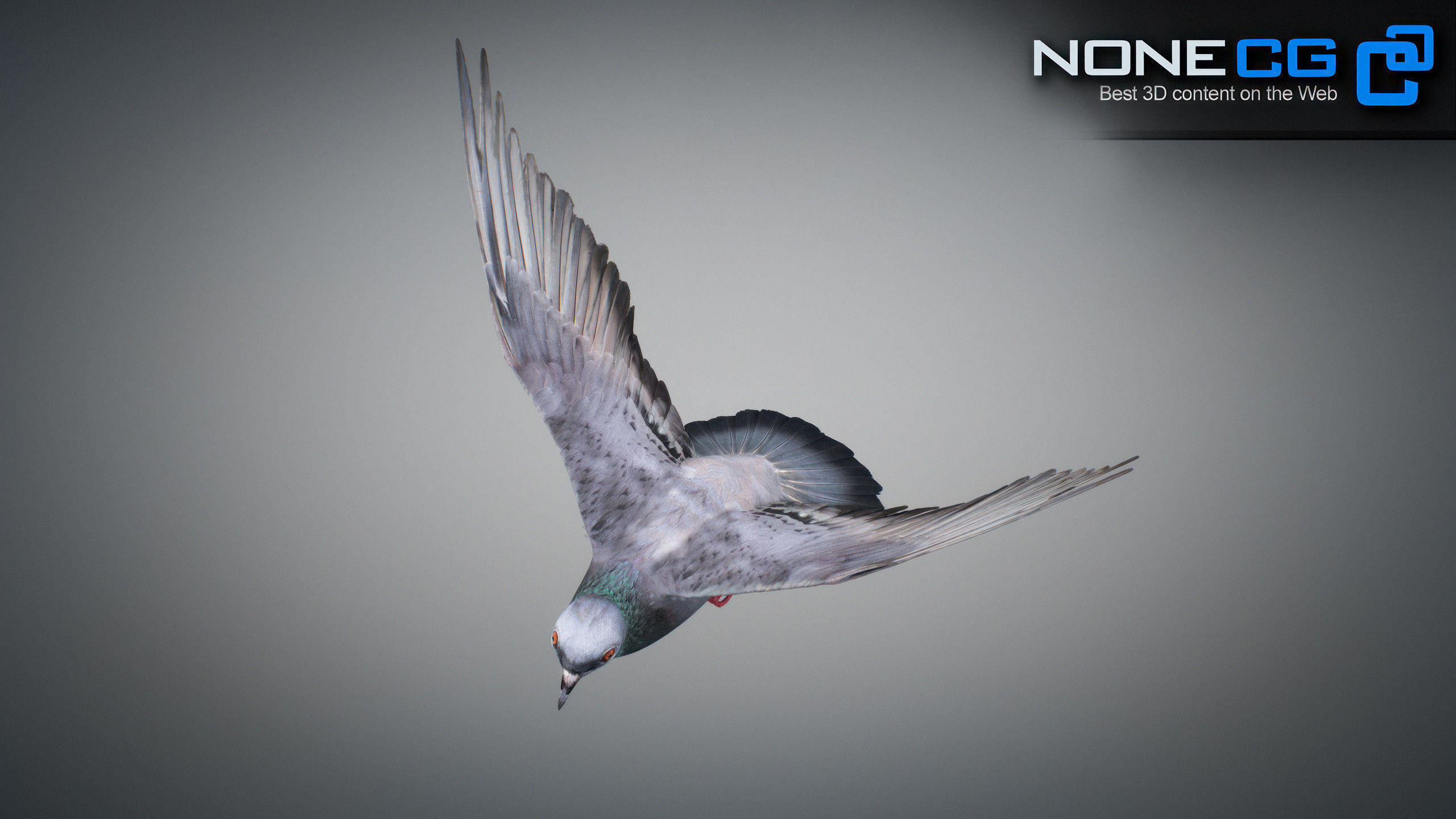 Doves Animated 3D model_52