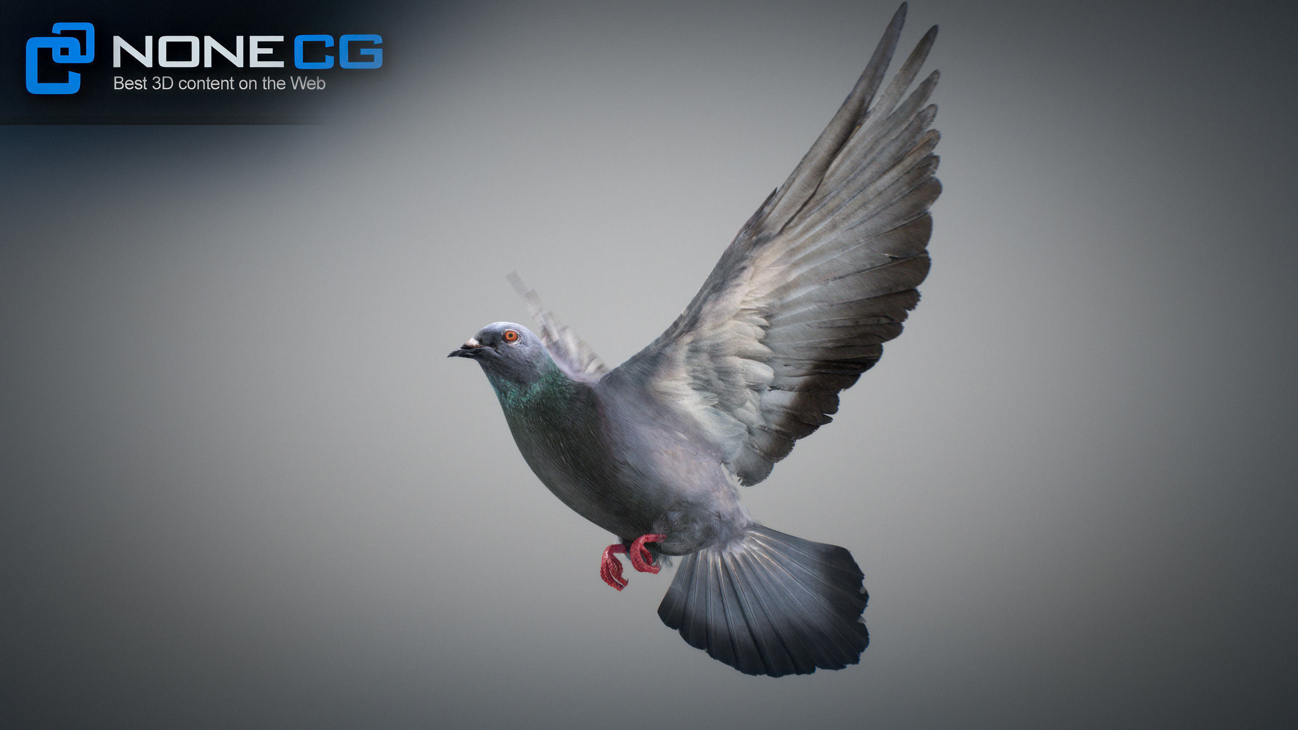 Doves Animated 3D model_10