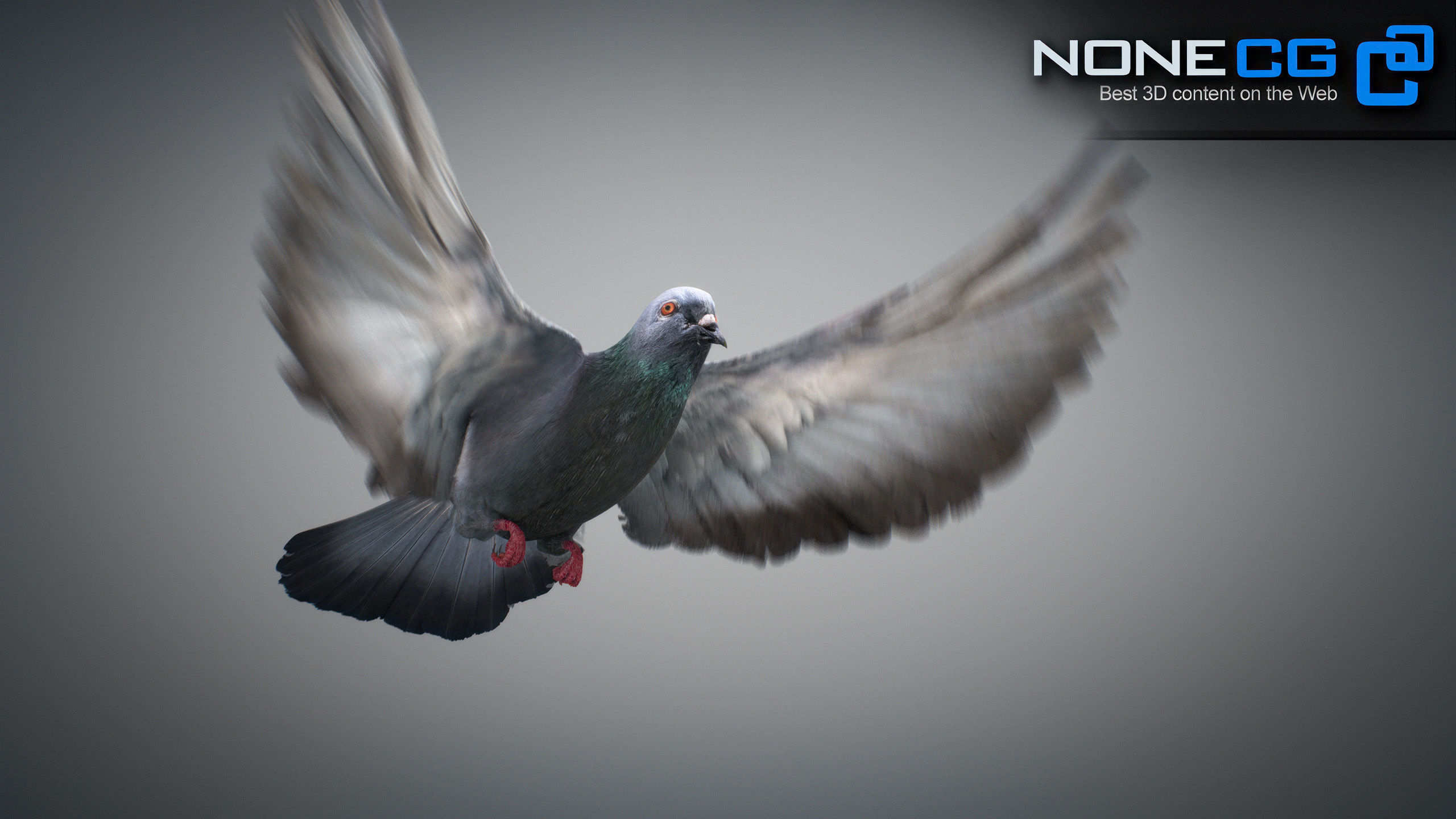 Doves Animated 3D model_50
