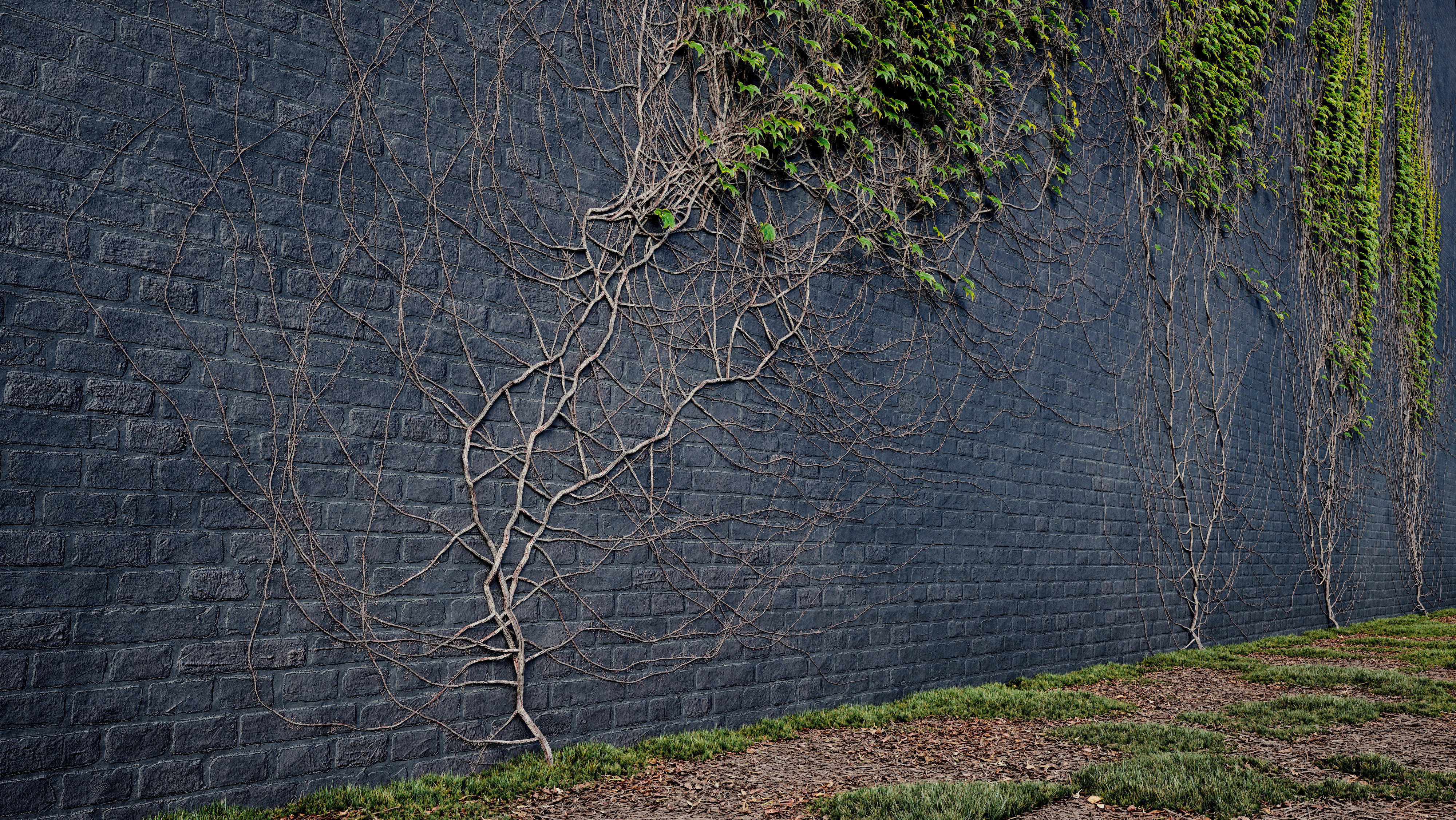 ARCHICG PLANTS IvyWalls vol 1 06 3D model_2