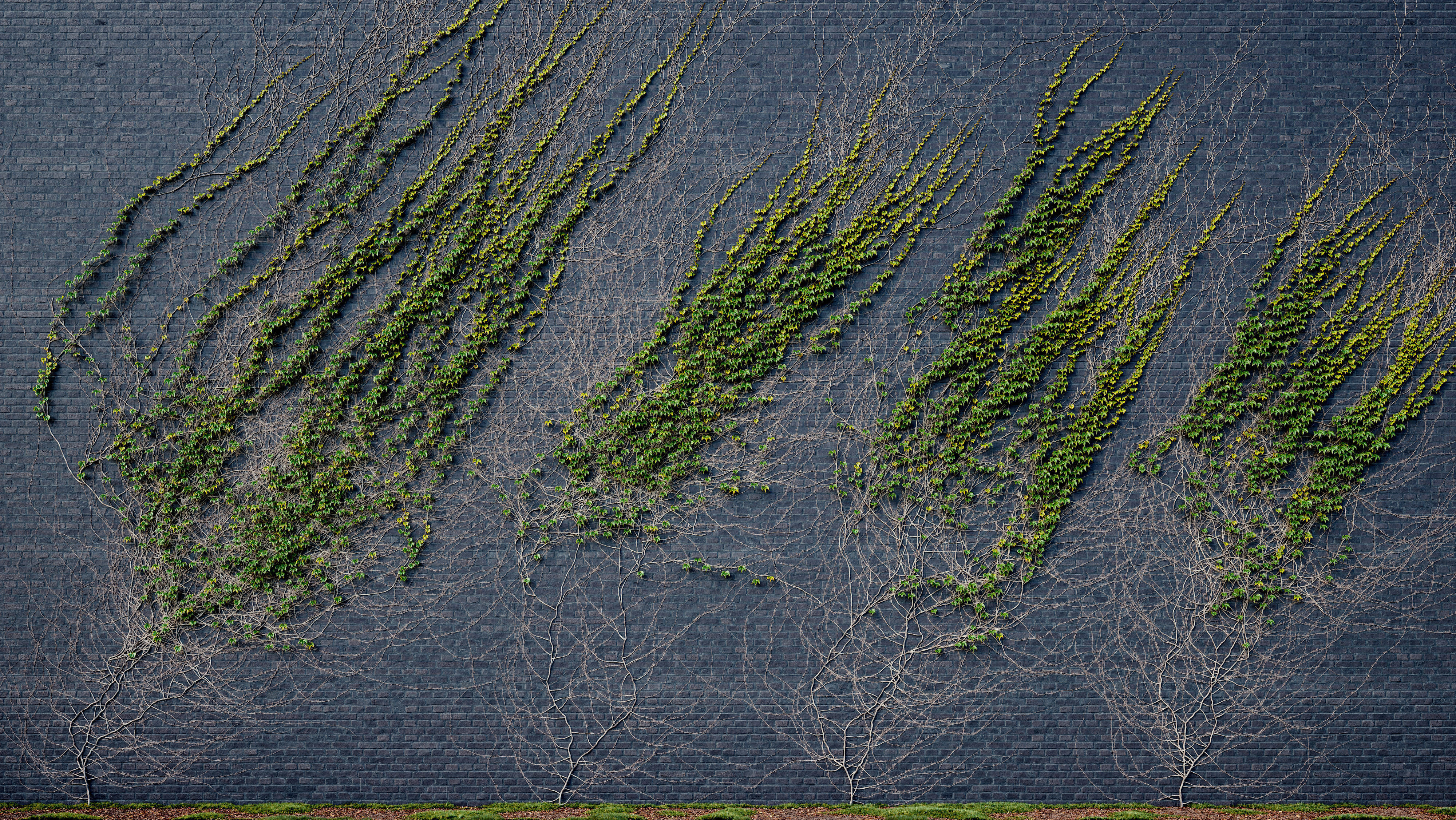 ARCHICG PLANTS IvyWalls vol 1 06 3D model_1