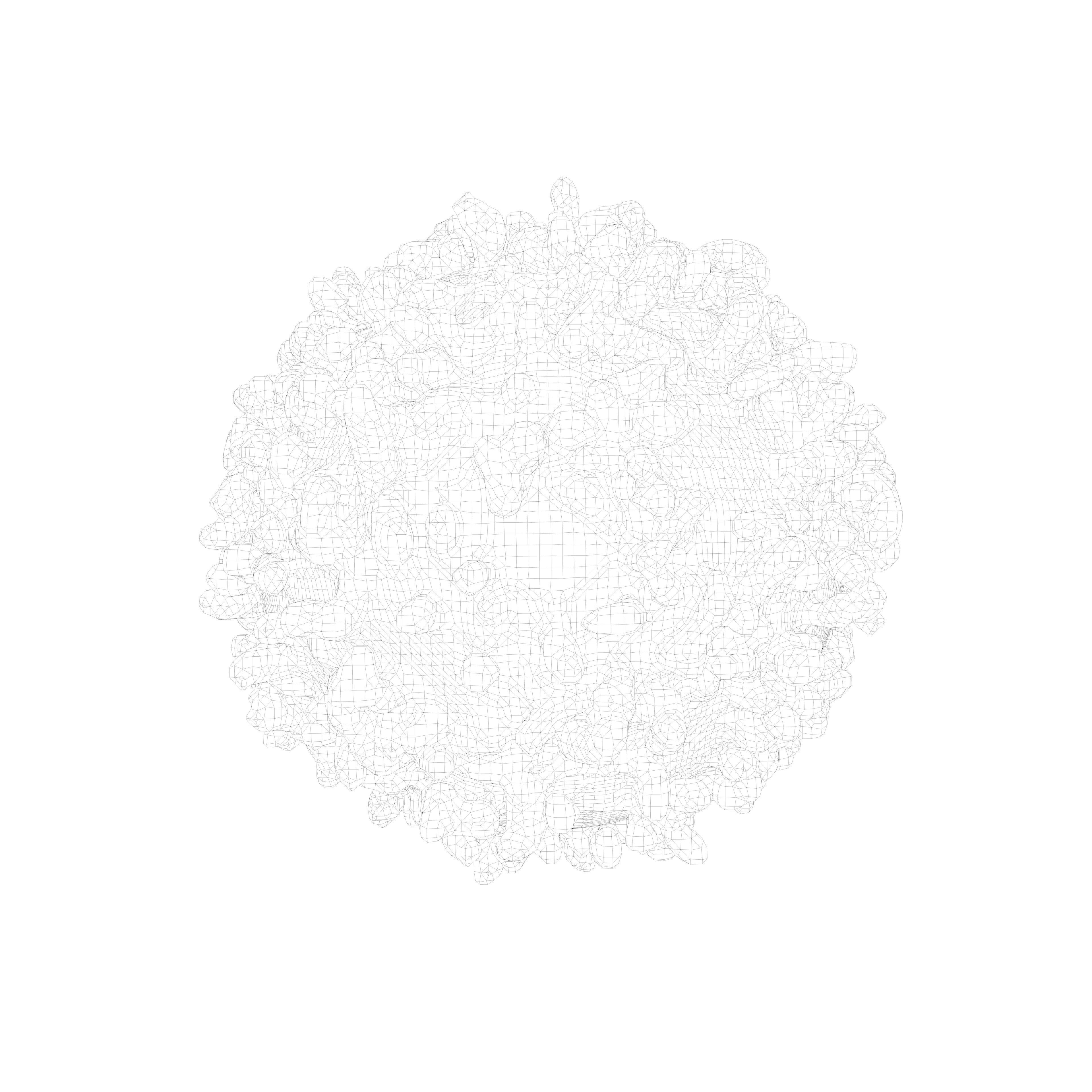 White blood cell 3D model_7