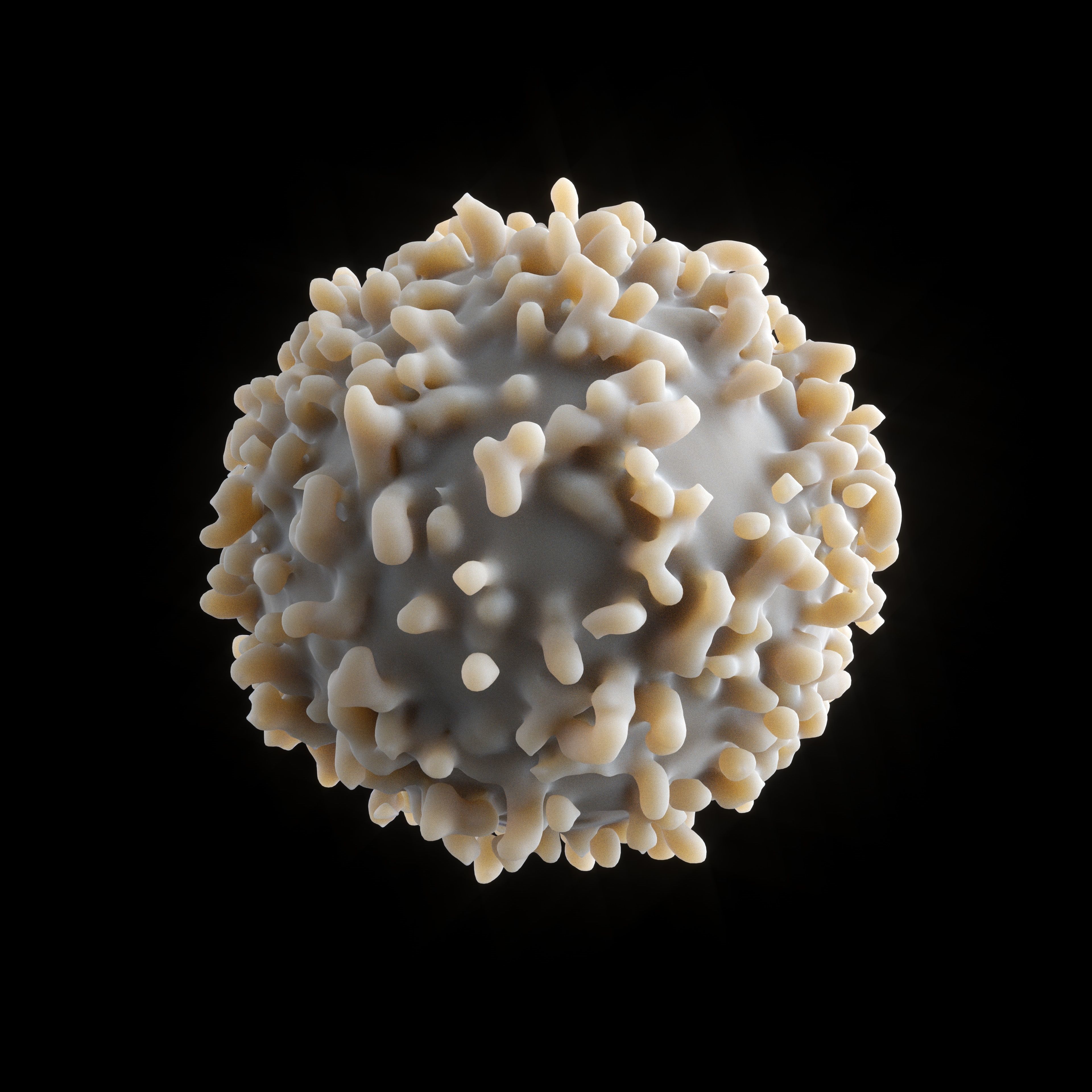 White blood cell 3D model_2