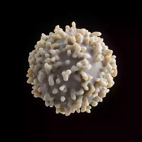 White blood cell