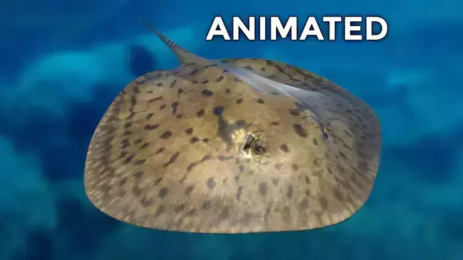 Stingray swimming in ocean Low-poly 3D model