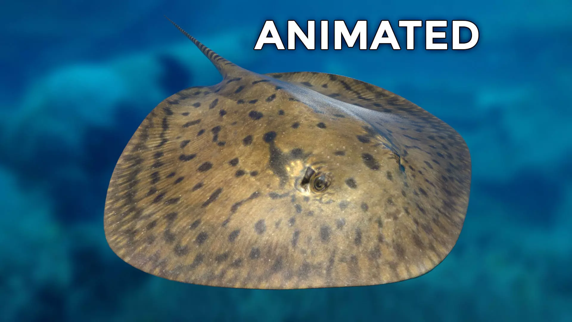 Stingray swimming in ocean Low-poly 3D model