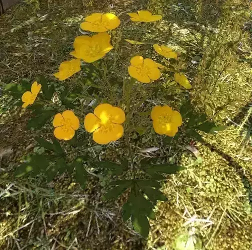 ranunculus flower Free low-poly 3D model