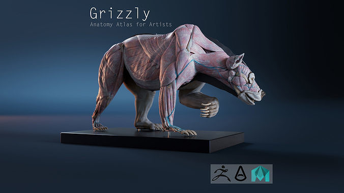 Digital Grizzly bear anatomy Atlas for Artists and creature FX Low-poly 3D model