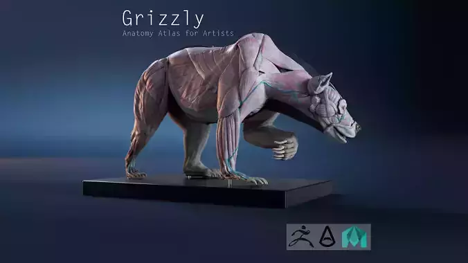 Digital Grizzly bear anatomy Atlas for Artists and creature FX Low-poly 3D model