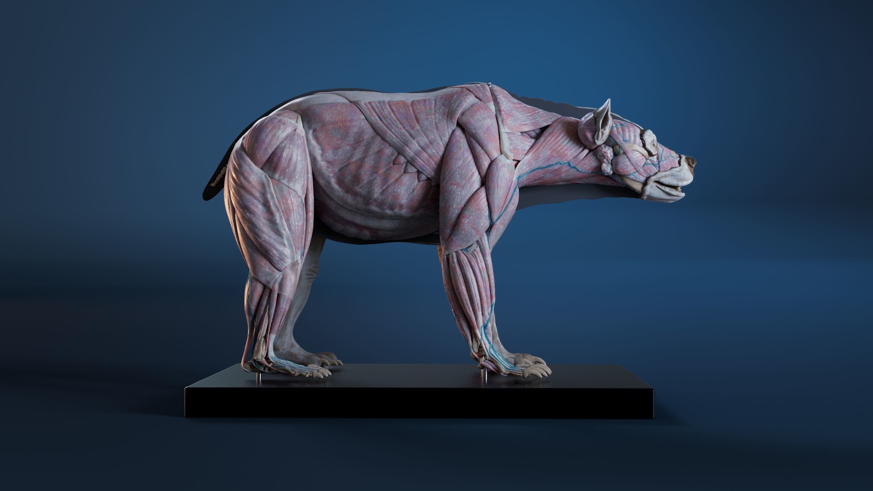 Digital Grizzly bear anatomy Atlas for Artists and creature FX Low-poly 3D model_2