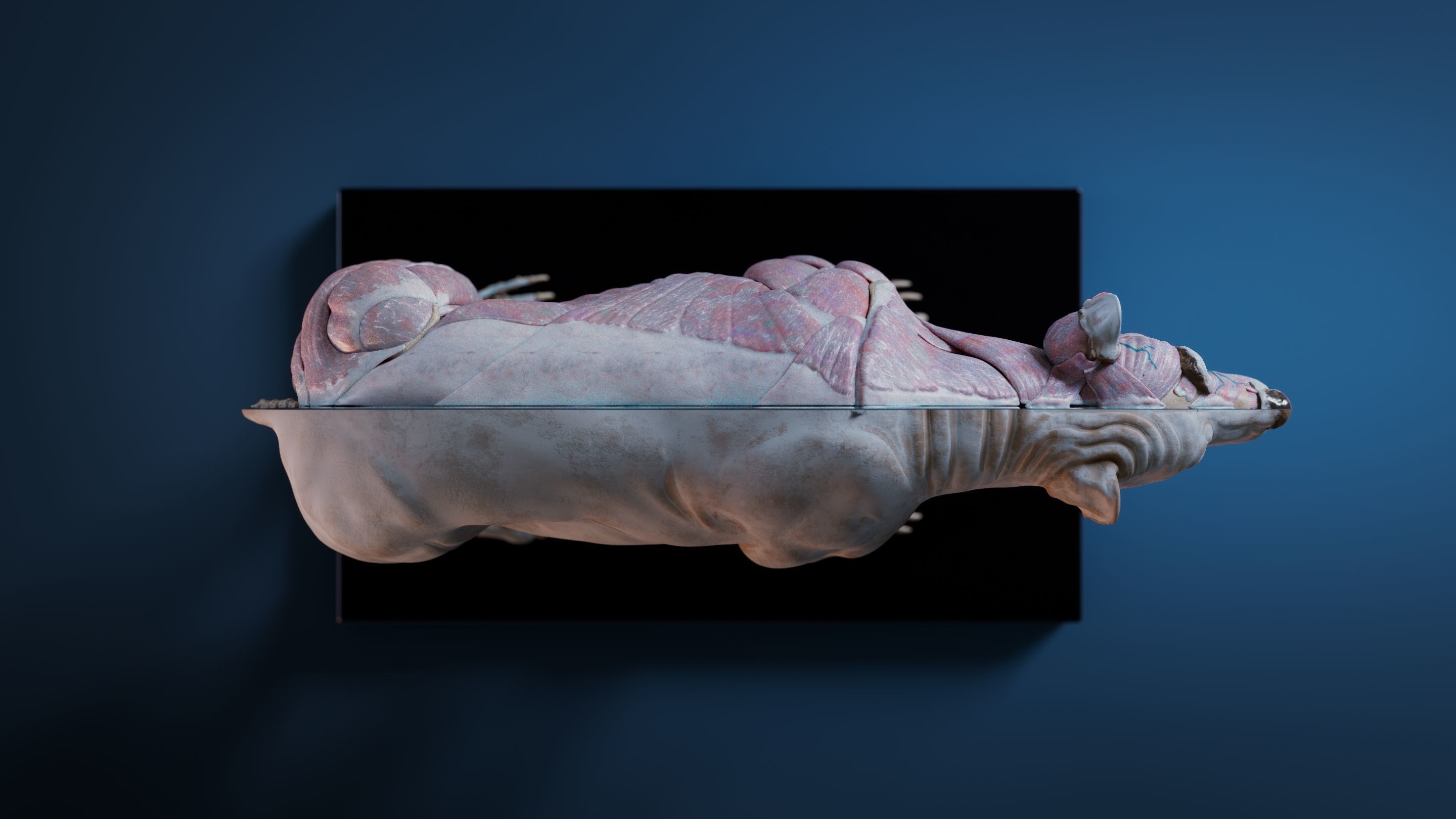 Digital Grizzly bear anatomy Atlas for Artists and creature FX Low-poly 3D model_4