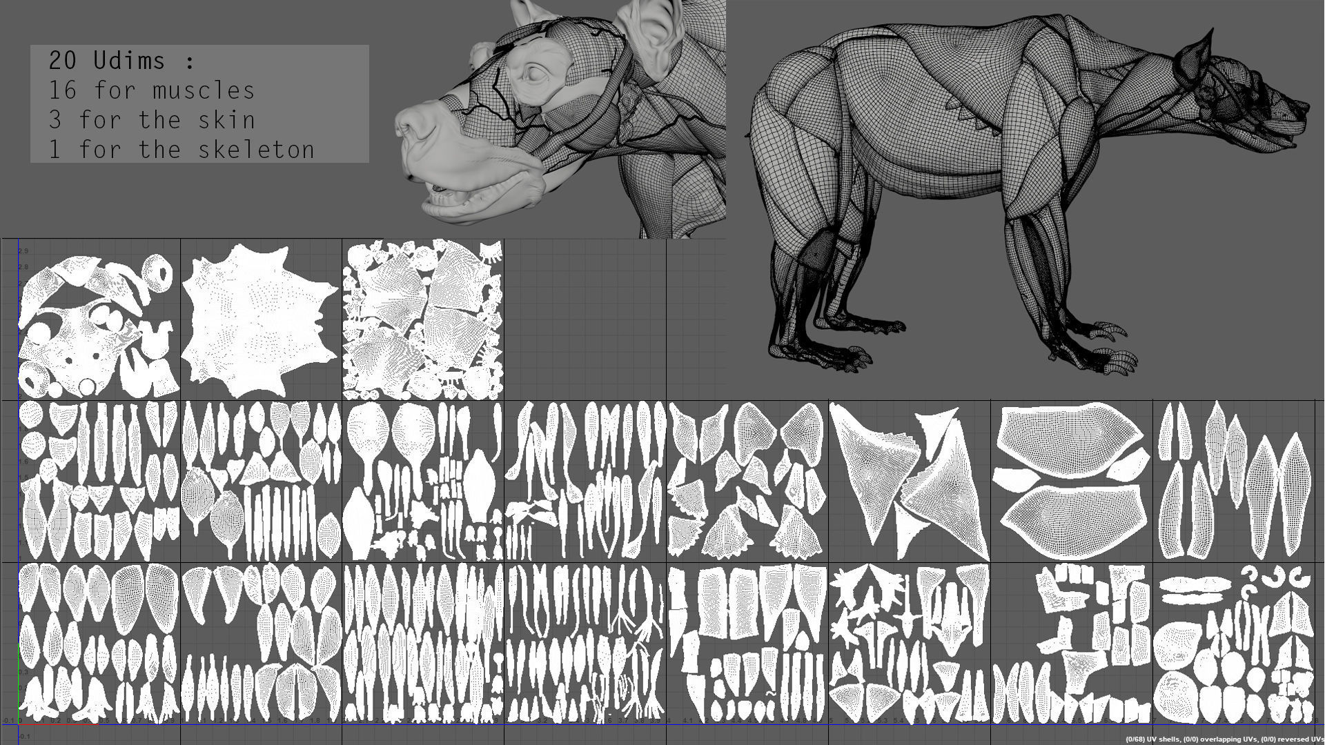 Digital Grizzly bear anatomy Atlas for Artists and creature FX Low-poly 3D model_9