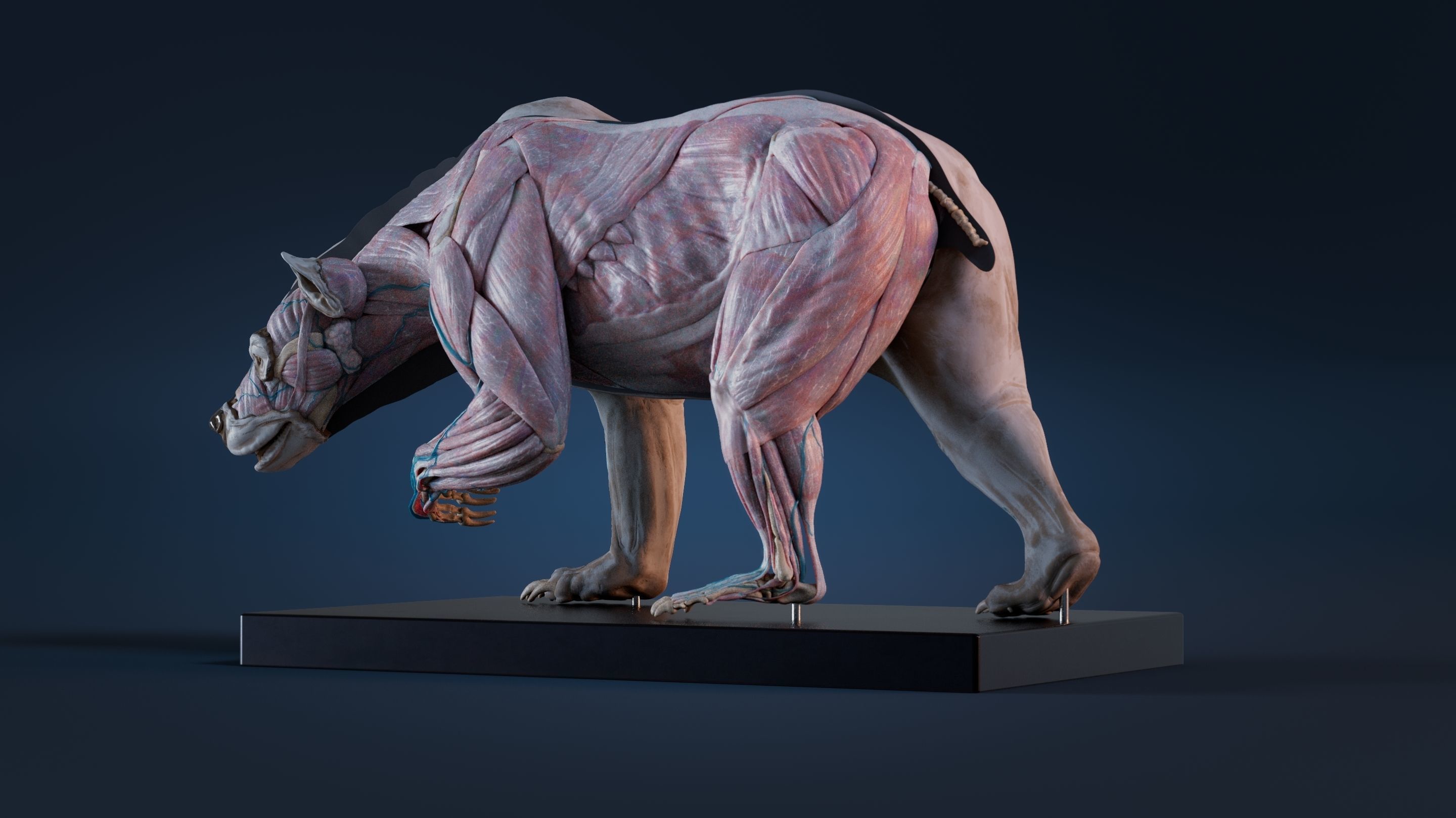Digital Grizzly bear anatomy Atlas for Artists and creature FX Low-poly 3D model_7