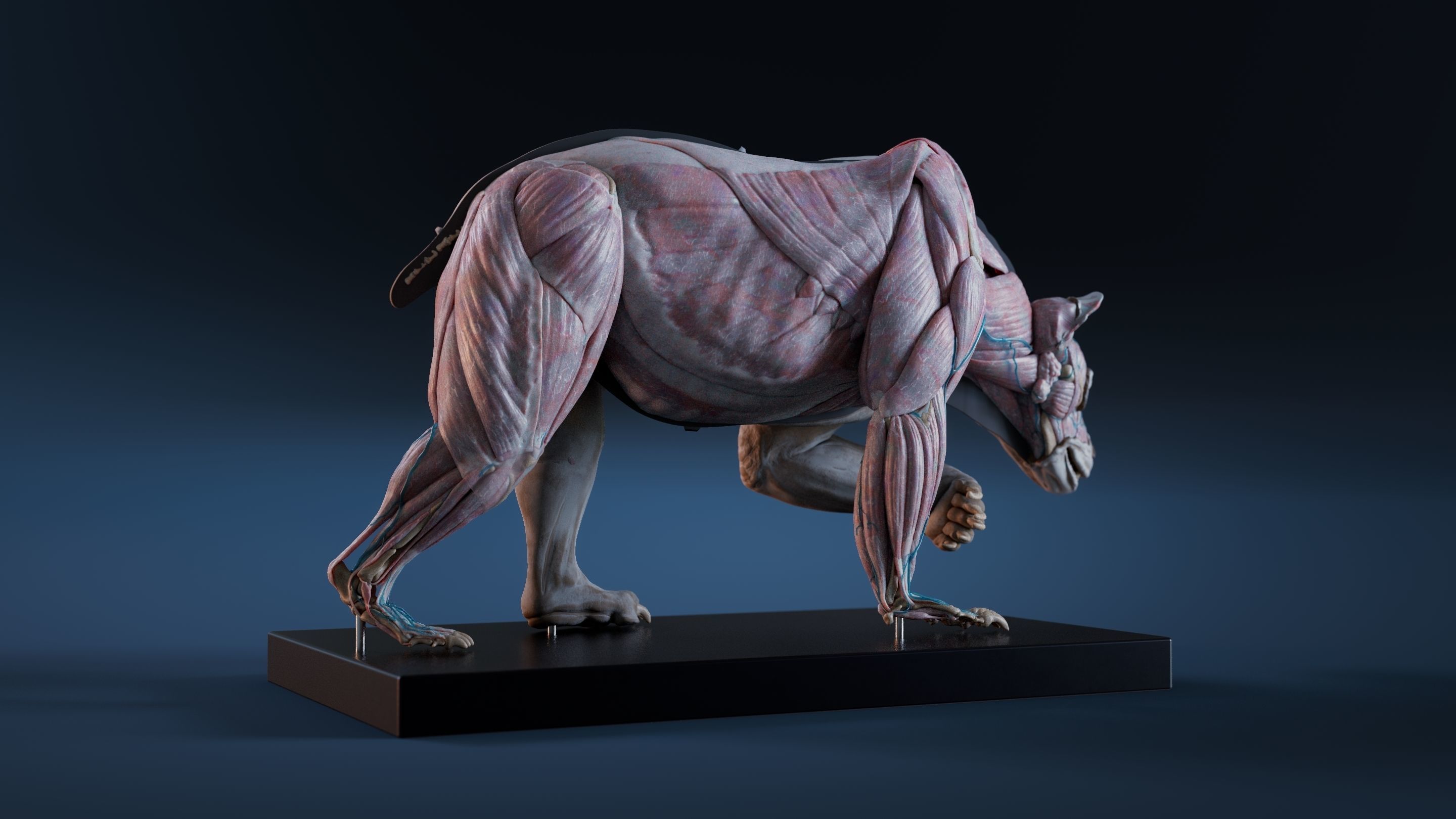 Digital Grizzly bear anatomy Atlas for Artists and creature FX Low-poly 3D model_6