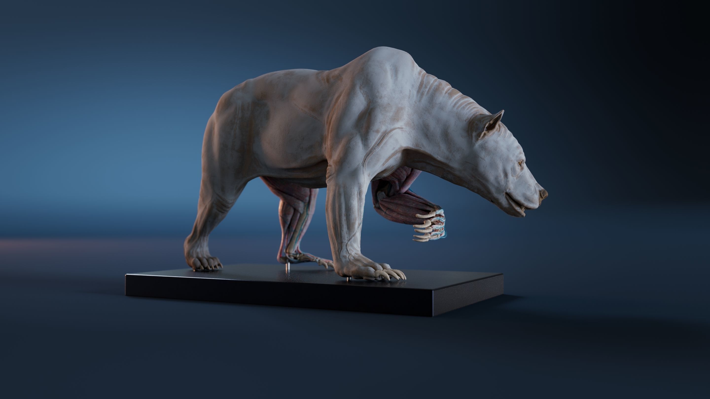 Digital Grizzly bear anatomy Atlas for Artists and creature FX Low-poly 3D model_5