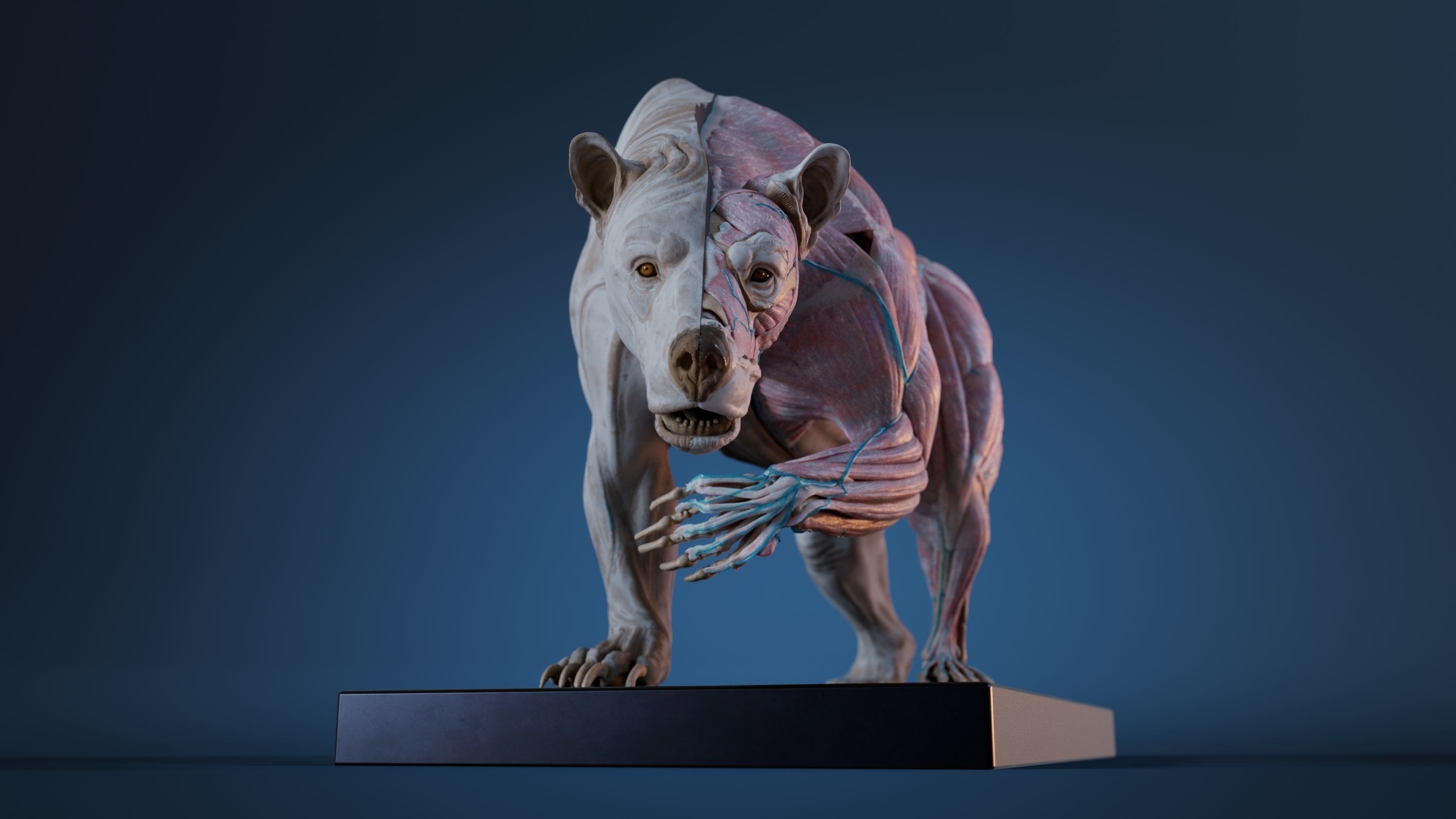 Digital Grizzly bear anatomy Atlas for Artists and creature FX Low-poly 3D model_3
