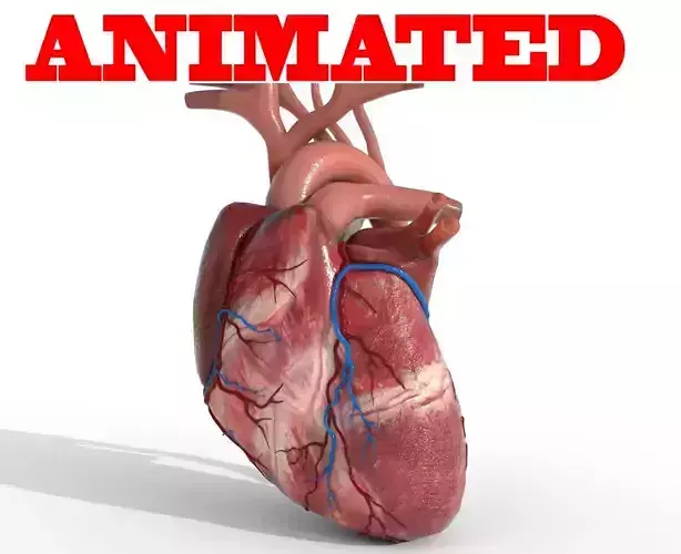 Human Heart animated 3D model