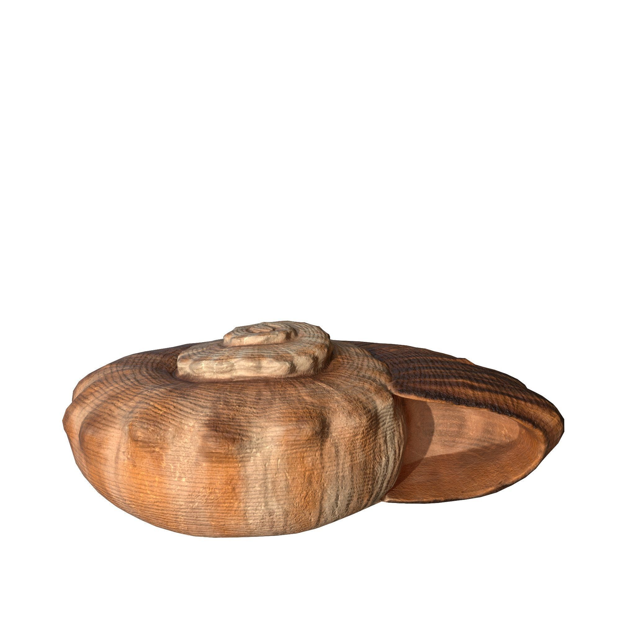 Photorealistic lowpoly shell  Low-poly 3D model_8