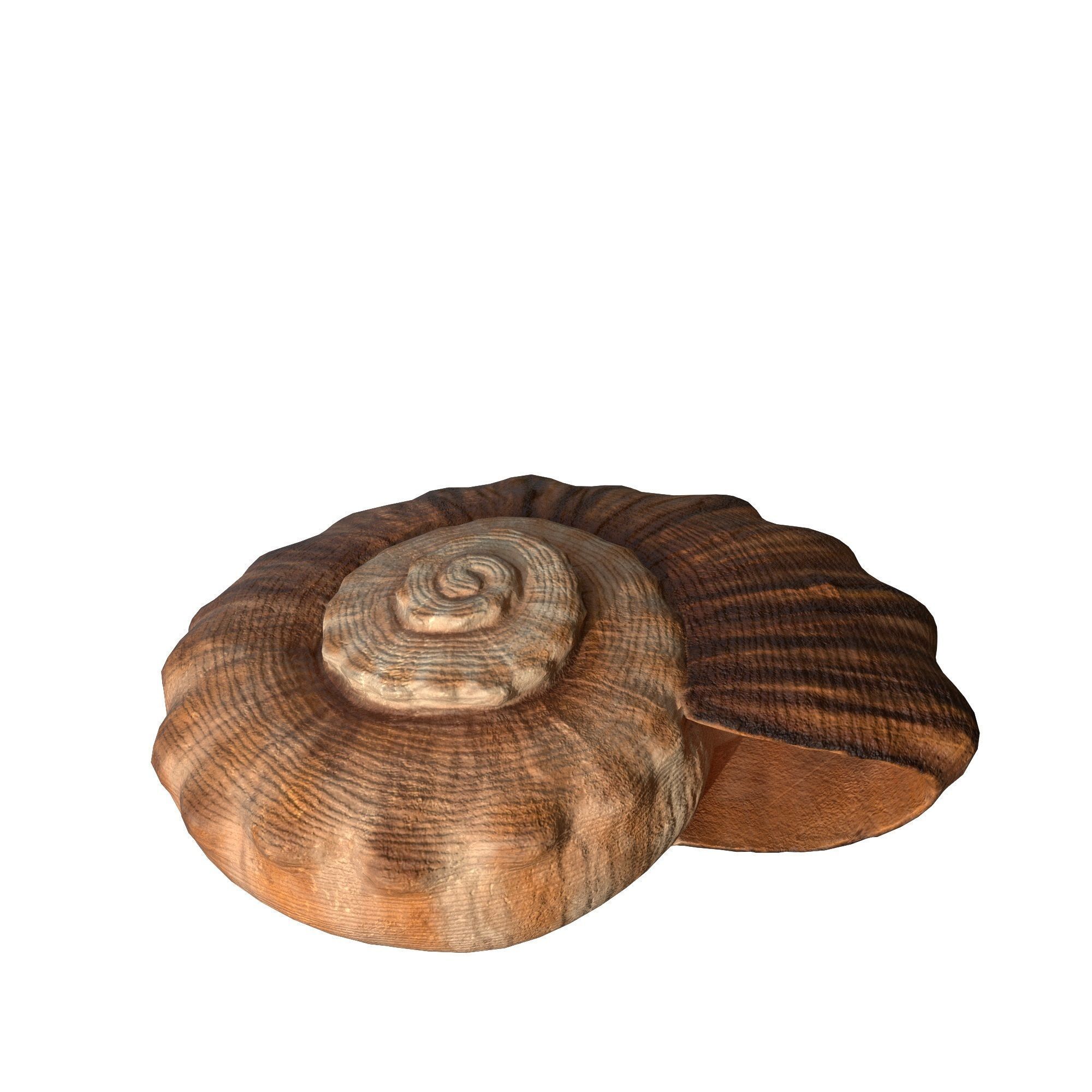 Photorealistic lowpoly shell  Low-poly 3D model_9