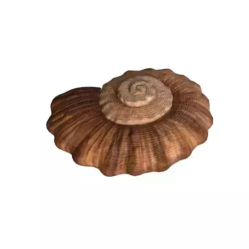 Photorealistic lowpoly shell 