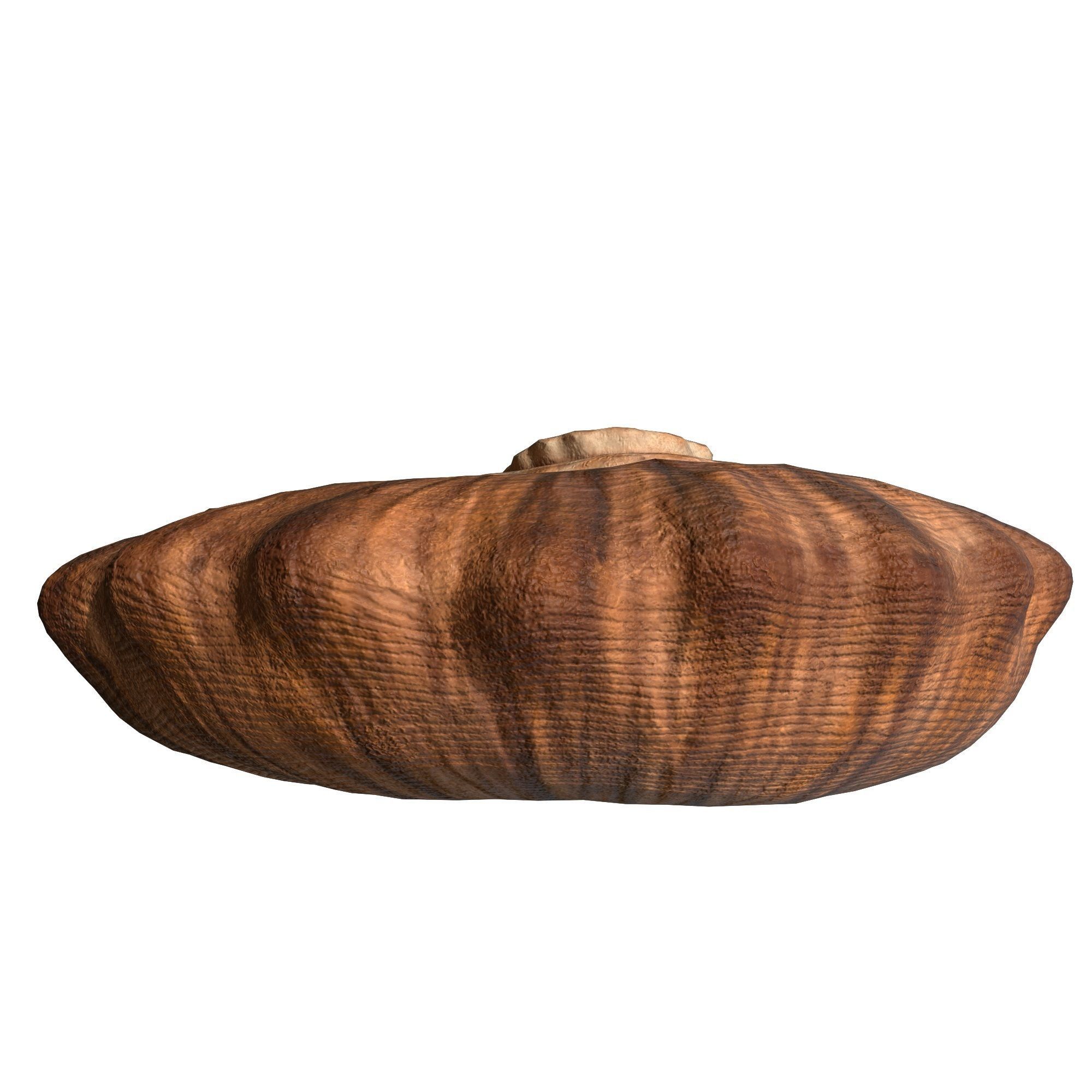 Photorealistic lowpoly shell  Low-poly 3D model_10