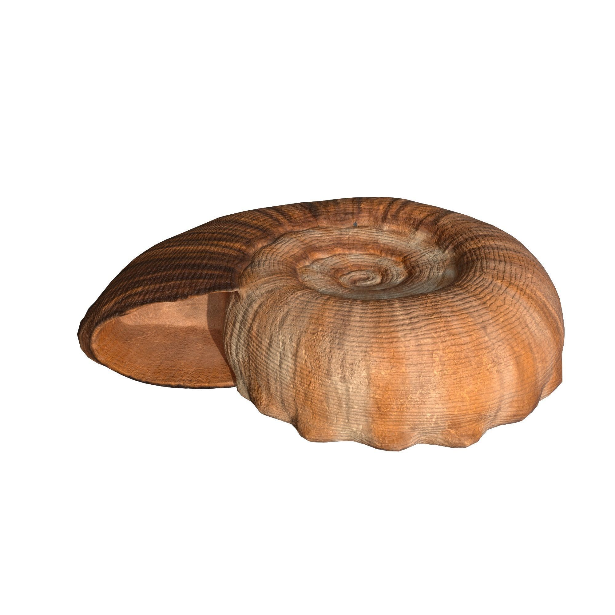 Photorealistic lowpoly shell  Low-poly 3D model_11