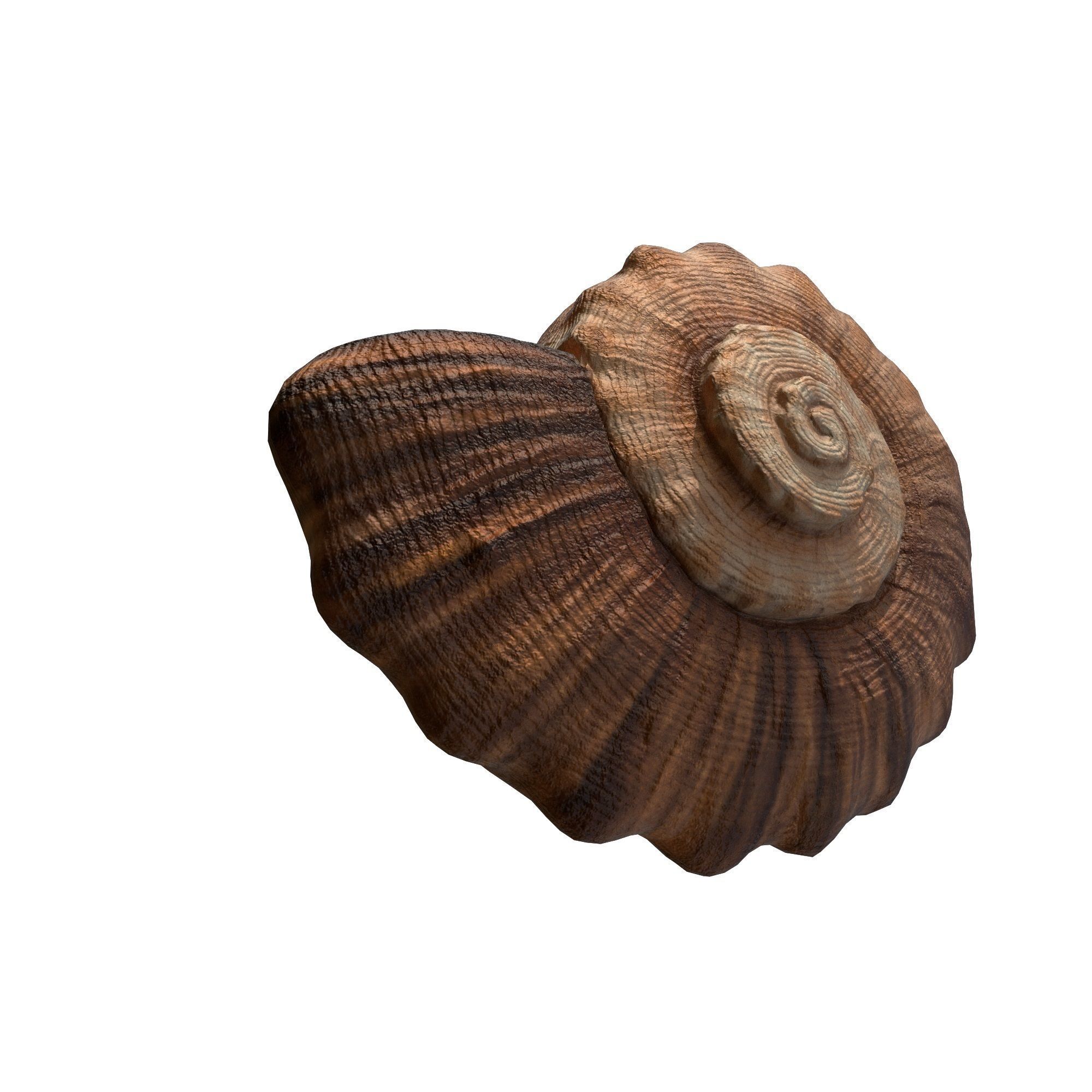 Photorealistic lowpoly shell  Low-poly 3D model_4