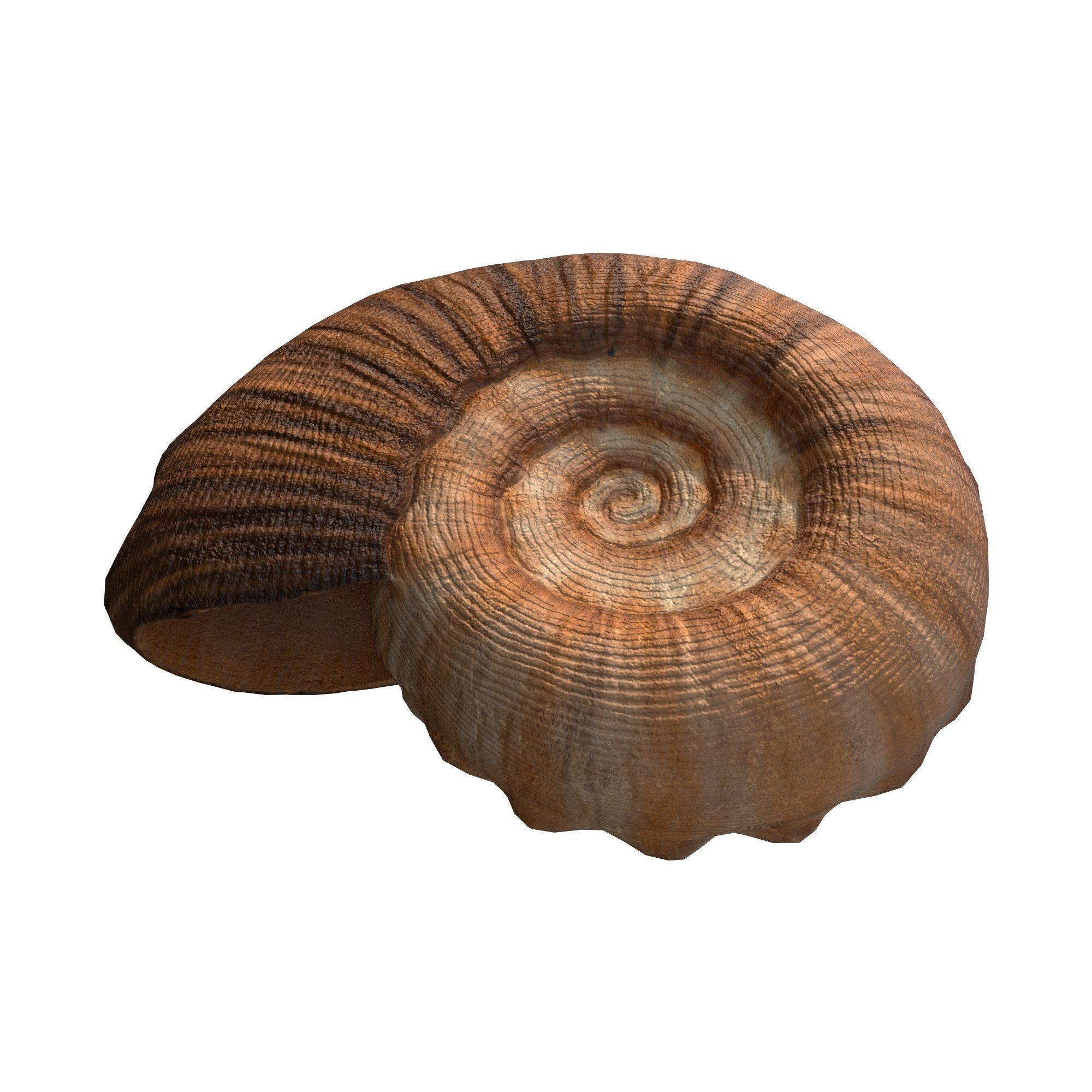 Photorealistic lowpoly shell  Low-poly 3D model_2