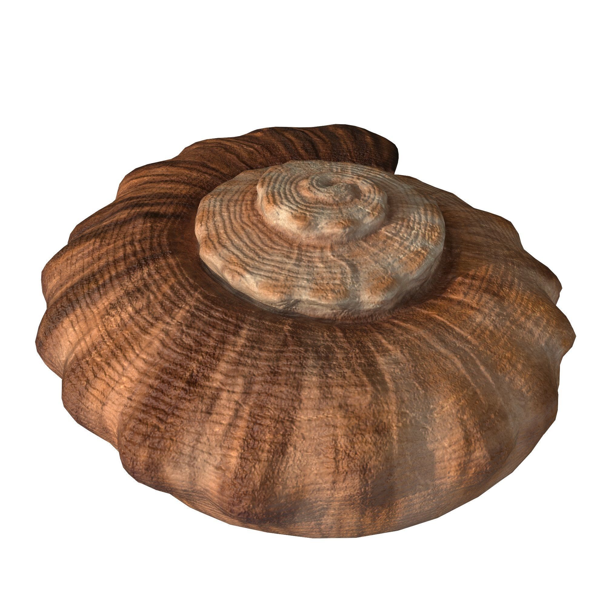 Photorealistic lowpoly shell  Low-poly 3D model_7