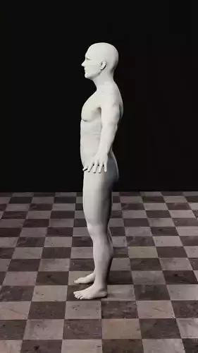 Male anatomy 3D model 