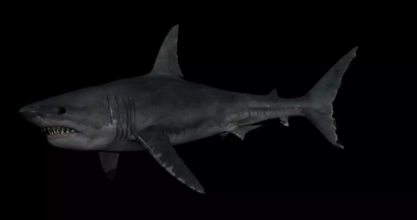 Great White Shark Rigged 3D model