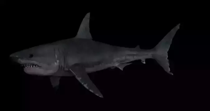 Great White Shark Rigged 