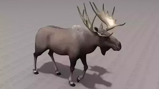 Bull Moose with Large Antlers - Alces Elk - Adult Male - Pose 1