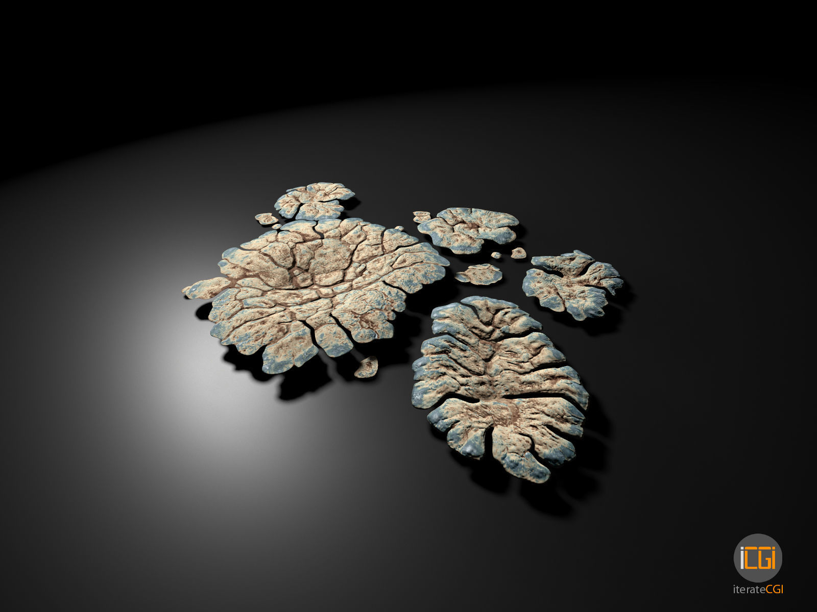 Alien Plant Lichen Type1 Low-poly 3D model_7