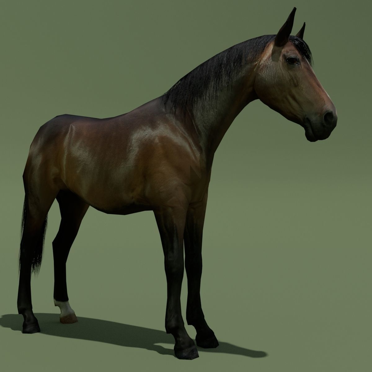 LowPoly Horses 10 colours Low-poly 3D model_33